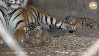 Тигрица "бровки-лилии" с малышами. Тайган | Tigress "brow-lily" with the cubs.