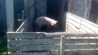 Свинья хрюкает