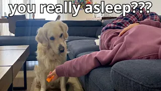 Pretending to be asleep with food in hand - Funny Dog Reacts