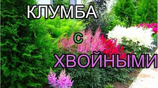 КЛУМБА из МНОГОЛЕТНИКОВ  с ХВОЙНЫМИ. Какие многолетники будут расти под хвойными деревьями.