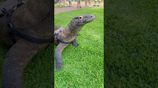 Walking a KOMODO DRAGON!  | Australian Reptile Park