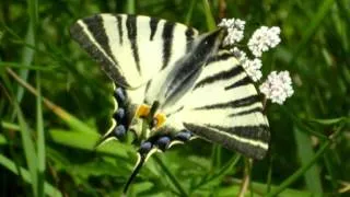 Bittersweet Symphony (Version chillout)-Iphiclides Podalirius