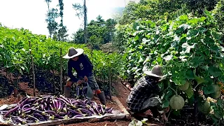 FULL VIDEO of life in the mountains caring for plants and harvest