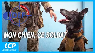 Mon chien, ce soldat | Le journal de la Défense