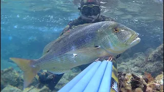 Spearfishing Croatia - Season 2023 with TRITON Ultimate spearguns