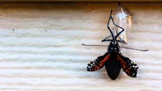 Monarch Butterfly Chrysalis Formation and Hatching Time Lapse HD