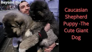 Caucasian Shepherd Puppy -Important to Know