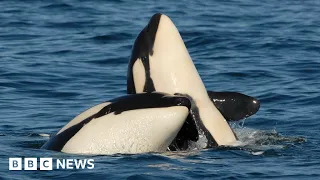 Orca mothers make 'lifelong sacrifice' for sons - BBC News