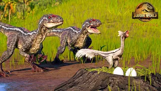 Oviraptor Steals Raptor Eggs | Jurassic World Evolution 2