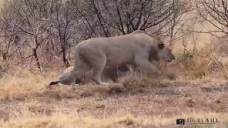 Warthogs Walk Straight Into Lions | Big On Wild - Wildlife Videos