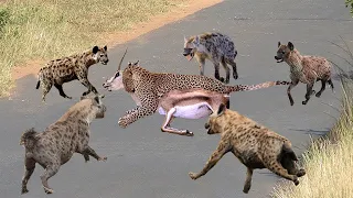 Best Of Hyena Rette Impala Vor Der Leopardenjagd Leopard Vs Hyena Aniamals Rette Ein Anderes Tier