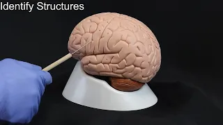 Quiz on Brain Structures