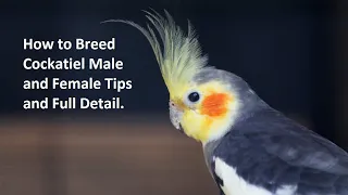 How to #breed #cockatiel | #Guide for #cockatiel #breeding | #Cockatiel #Setup #tips  for #new