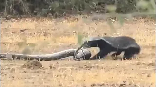 Three way fight between a python,honey badger and two jackals is seriously intense nature is wild