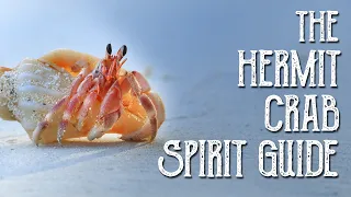 Hermit Crab Spirit Guide -Ask the Spirit Guides Oracle, Totem Animal, Power Animal, Magical Crafting