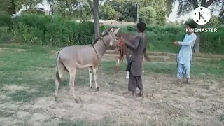 Super murrah doney and horse Meeting mule donkey meeting with mare