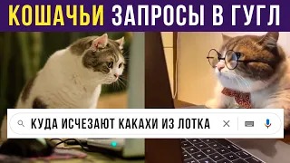 Приколы с котами. Кошачьи запросы в Гугл | Мемозг #264