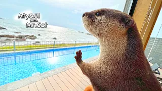 Luxury Travel with Otters [Otter Life Day 805]