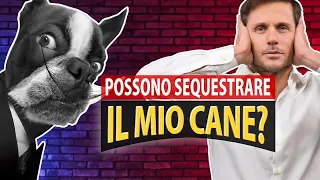 Hai un cane? I 3 CASI in cui possono SEQUESTRARLO contro la tua volontà! | Avv. Angelo Greco