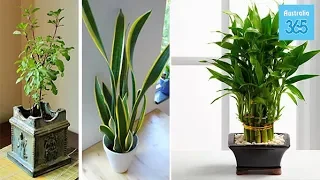 7 Plants That Attract Positive Energy In Your Home And Office - Australia 365