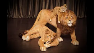 Family of lions. Lion, lioness and lion cub. Realistic toys from Emiliya