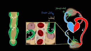 Lymph, lymph nodes, & lymphatic system | Life processes | Biology | Khan Academy Urdu