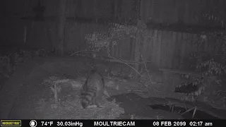 09 02 19 Raccoon and Fox fighting