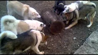 dogs6.mp4