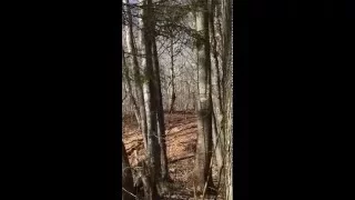 Bigfoot caught on camera