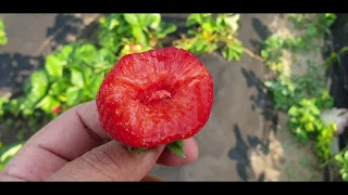 Клубника СИРИЯ, второй сбор🍓🍓🍓