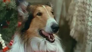 1951 THE PAINTED HILLS - Lassie, Paul Kelly  - Full movie