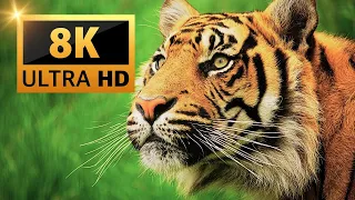 animals in 8k video ultra hd | wildlife wonders 2