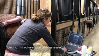 Equine Reproduction: Breeding Soundness Exam