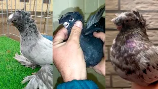 Лучшая коллекция голубей. Двухчубые голуби. Tauben. Pigeons. Palomas. Pombos. 비둘기.