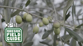 Oregon Olives | Oregon Field Guide