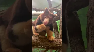 Meet the Matschie’s Tree Kangaroo 🦘