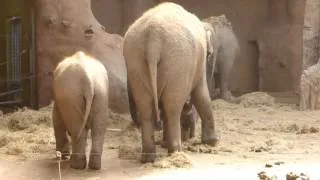 Diergaarde Blijdorp baby olifantje 11-8-2013