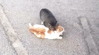 Stray cat tries to wake mate with teeth and claws, trying again and again