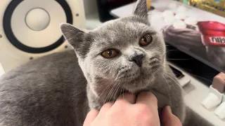 7 month old Blue British Shorthair Kitten