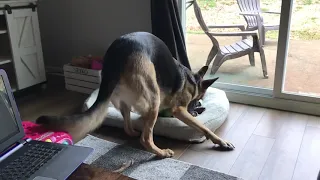 GSD and Catahoula Leopard