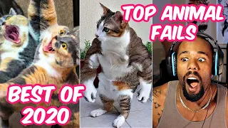 Best Of 2020 - Top Funny Pet Videos - TRY NOT TO LAUGH (Official Reaction)