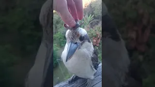 Kookaburra wears cool hat