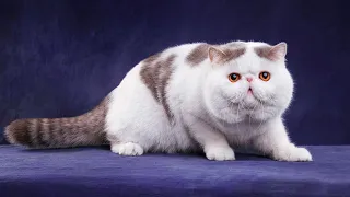 🌈Beste Lustige Katzenvideos zum Totlachen 2021|Süße Tiere|Versuch nicht zu lachen Extrem Schwer #36