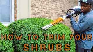 HOW to trim your Shrubs | FAST and EASY