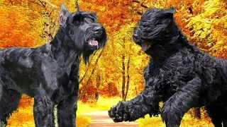 Giant Schnauzer vs Black Russian Terrier   Highlights