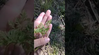 Poison Hemlock vs Wild Carrot baby plants