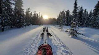 #slowtv | 30 minutes continuous footage of sled dogs #ontariomushers #virtualexperience #nature