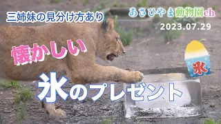 【旭山動物園ライオン】氷のプレゼント！ライオンたちの夏バテ予防？冬で経験した氷はどこか懐かしい味がした（子どもたちの見分け方付き）午前午後のW撮影