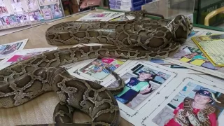 Penang Snake Farm Snake Temple Walkthrough