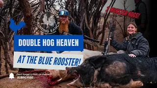 DOUBLE HOG HEAVEN! 2 Monster Hogs at The Blue Rooster Ranch.